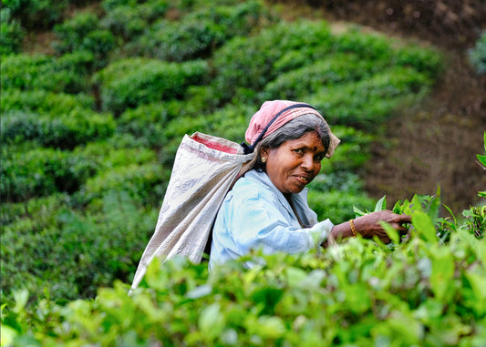 Discover the Best Ceylon Loose Tea: Your Ultimate Guide to Buying Online
