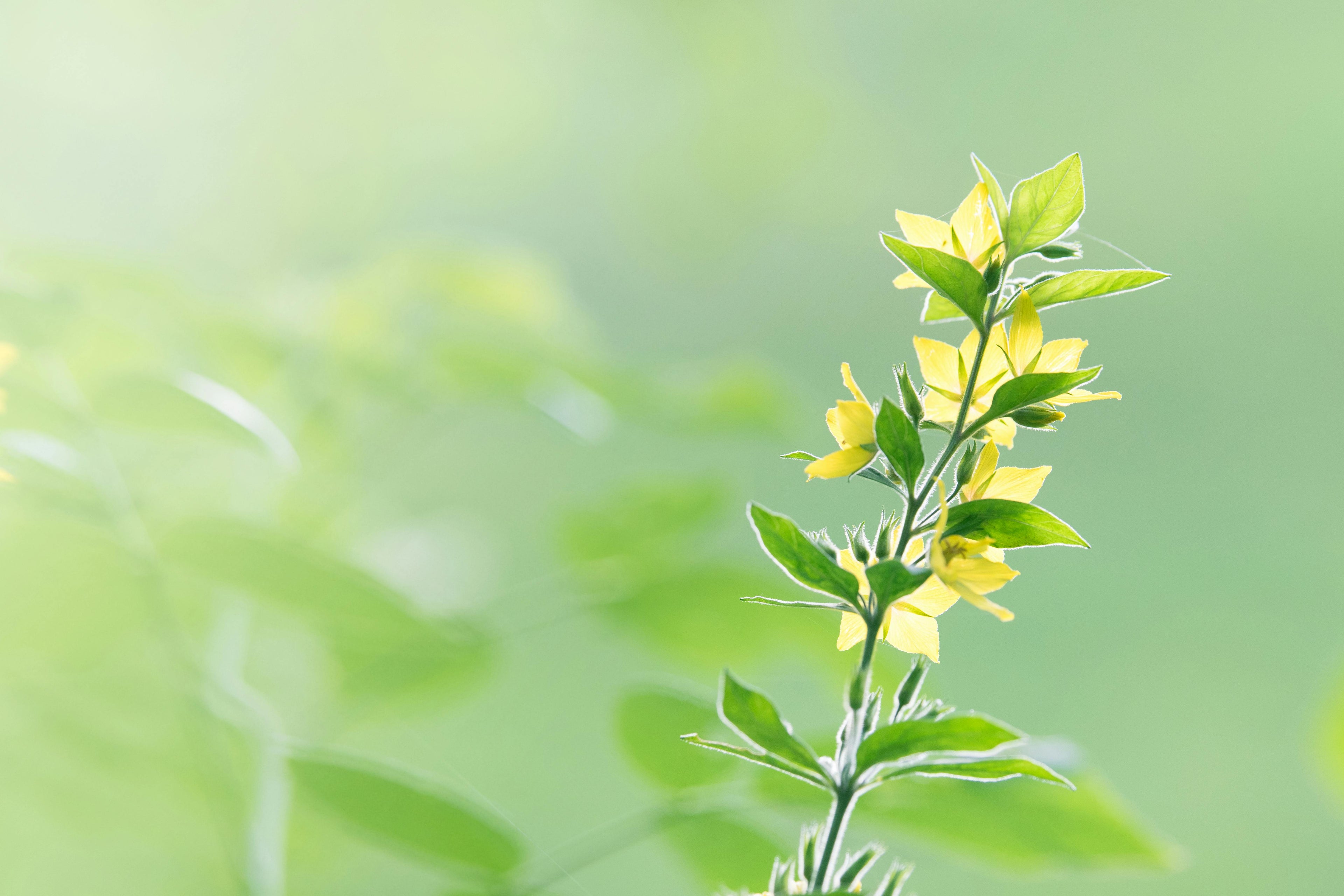 Close-up of a green tea plant with fresh leaves and small yellow flowers, representing Evince Tea Leaf Foundation’s natural sourcing.