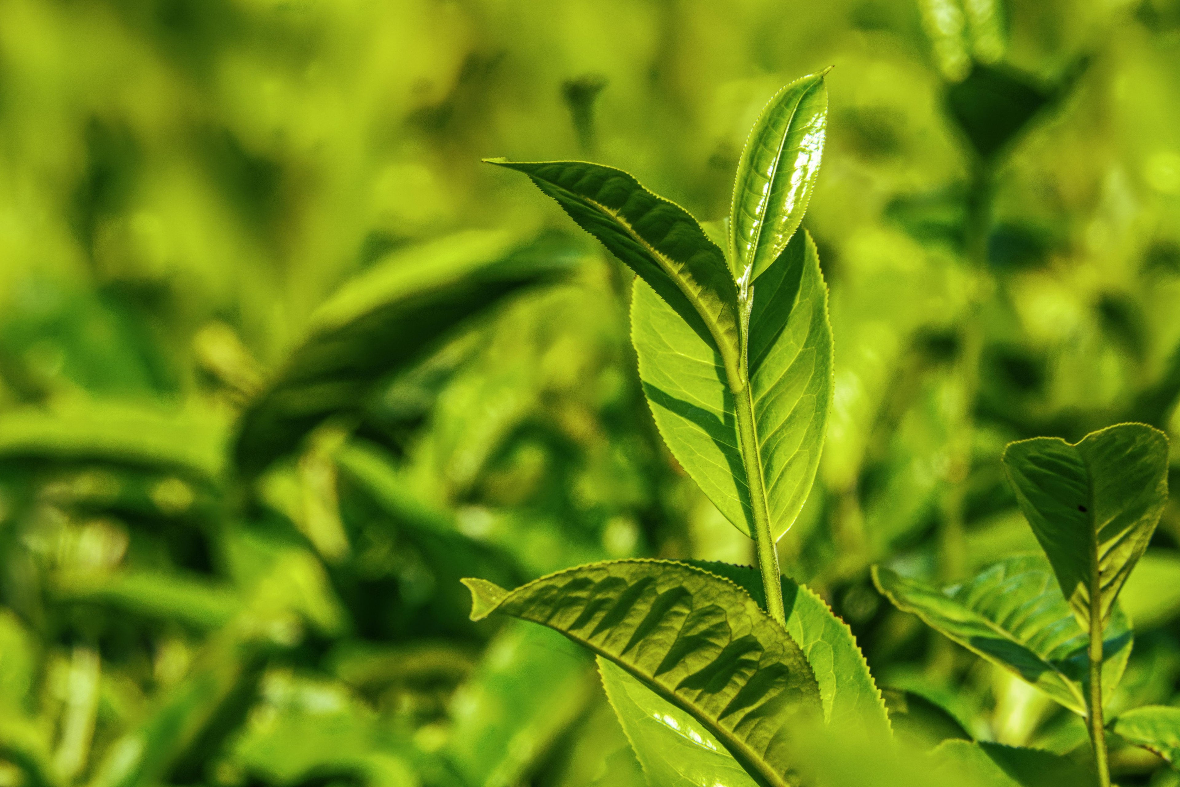 A closeup image of a tea plant in the sunshine.