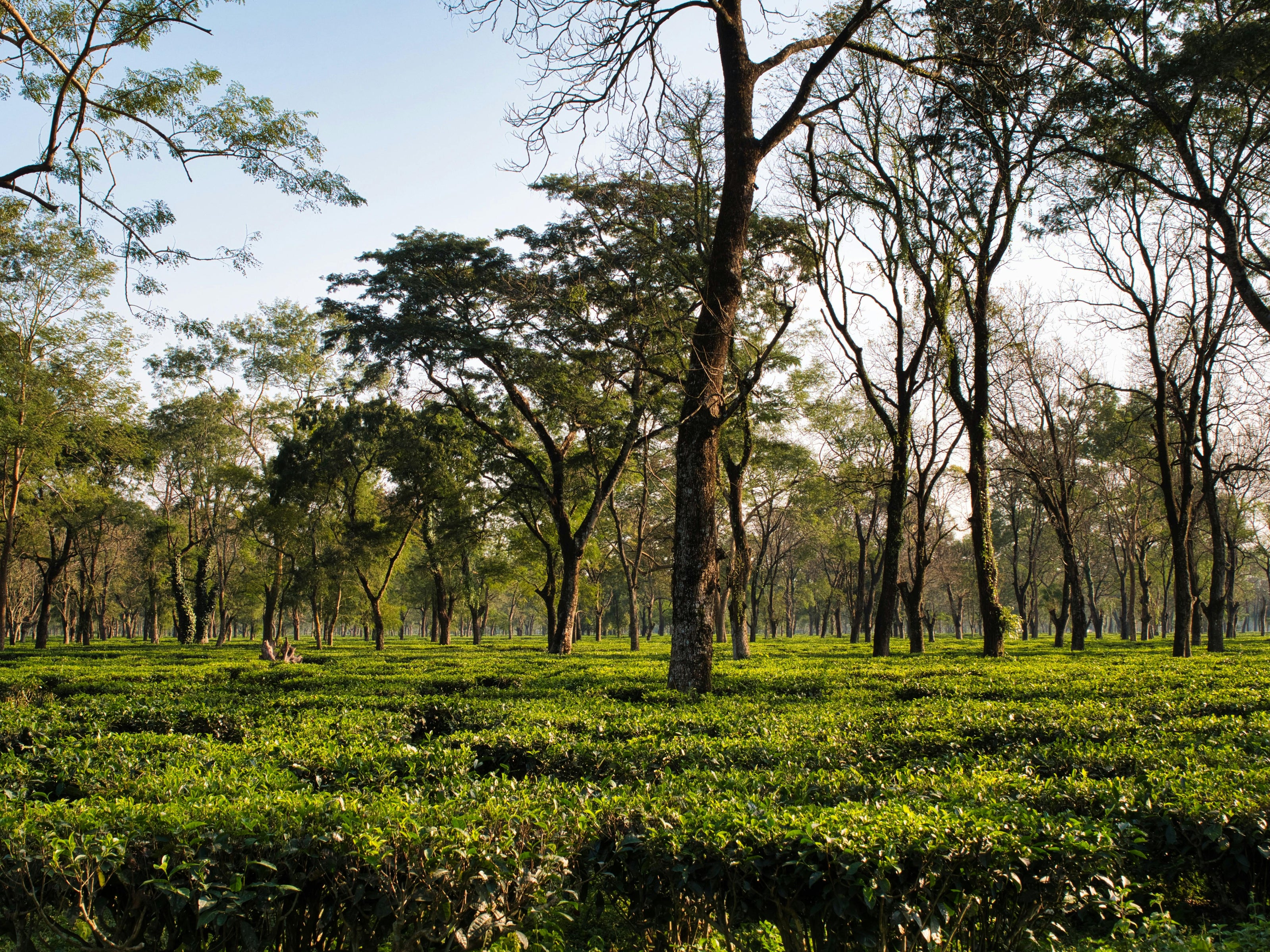 An image of a tea plantation where world renown ceylon tea is grown